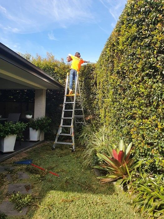 A Man Is Standing On A Ladder In A Garden Cutting A Hedge — Amaze Lawn and Garden Care In Nelson Bay, NSW