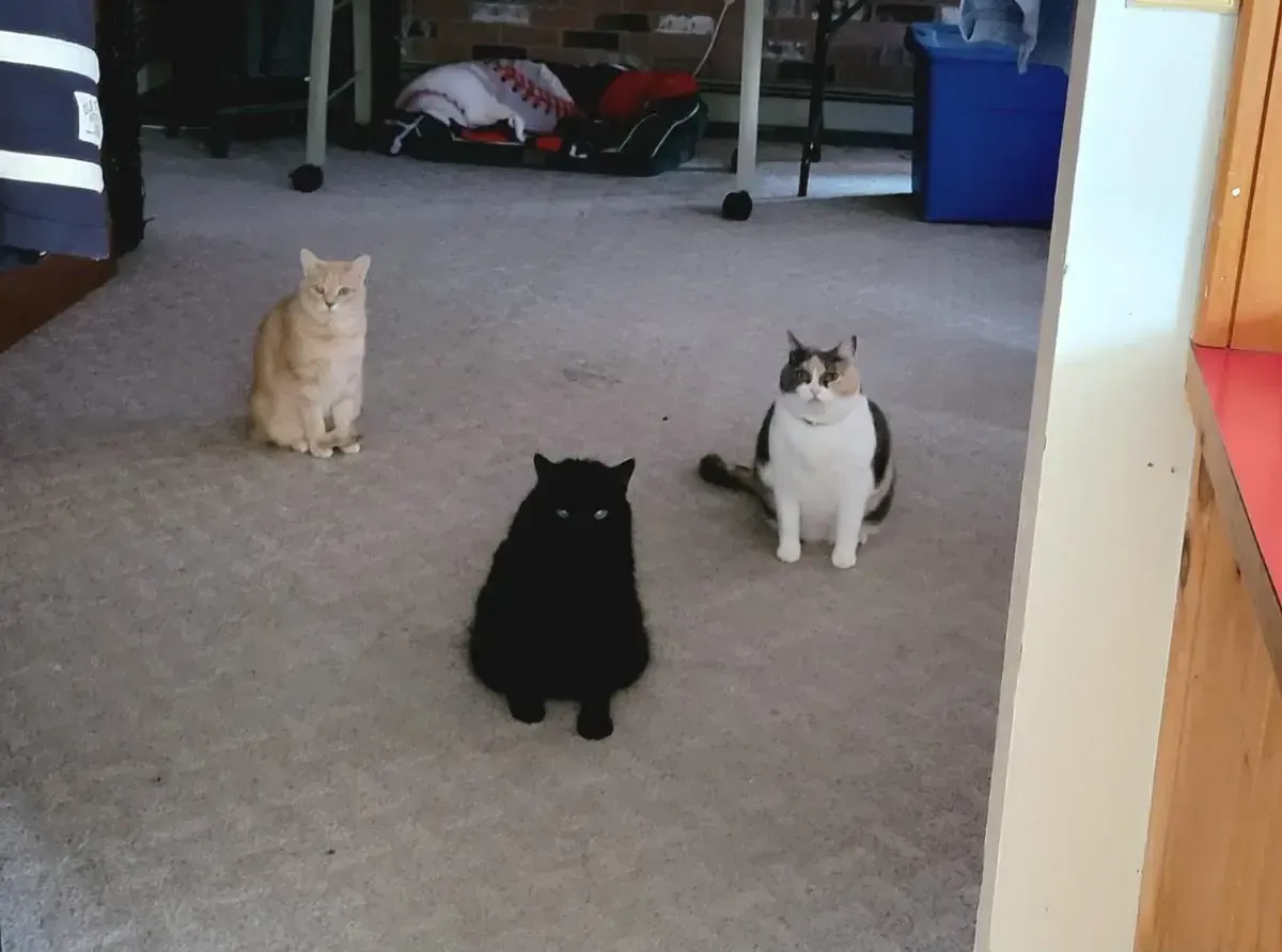 Three cats sitting on a carpet: tan, black, and calico.