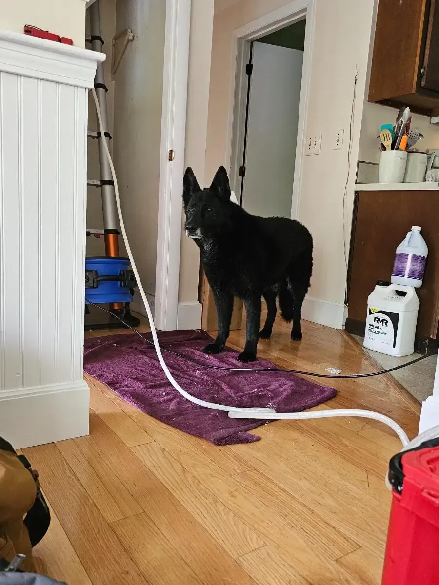 Black dog stands on a purple towel, a white hose runs to its side. Interior setting, hardwood floor.