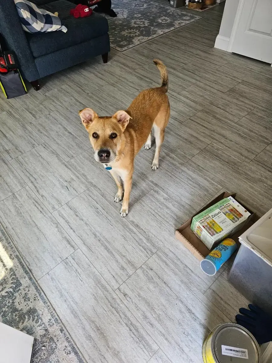 Tan dog standing on a wood-look floor, looking at the camera.
