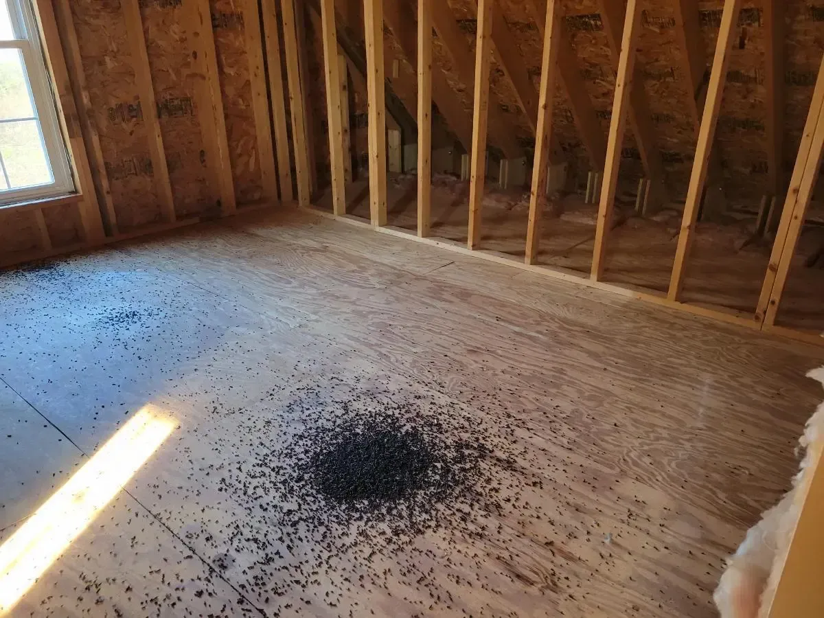 Attic interior with scattered black debris on plywood floor, exposed wooden framing, and a window.