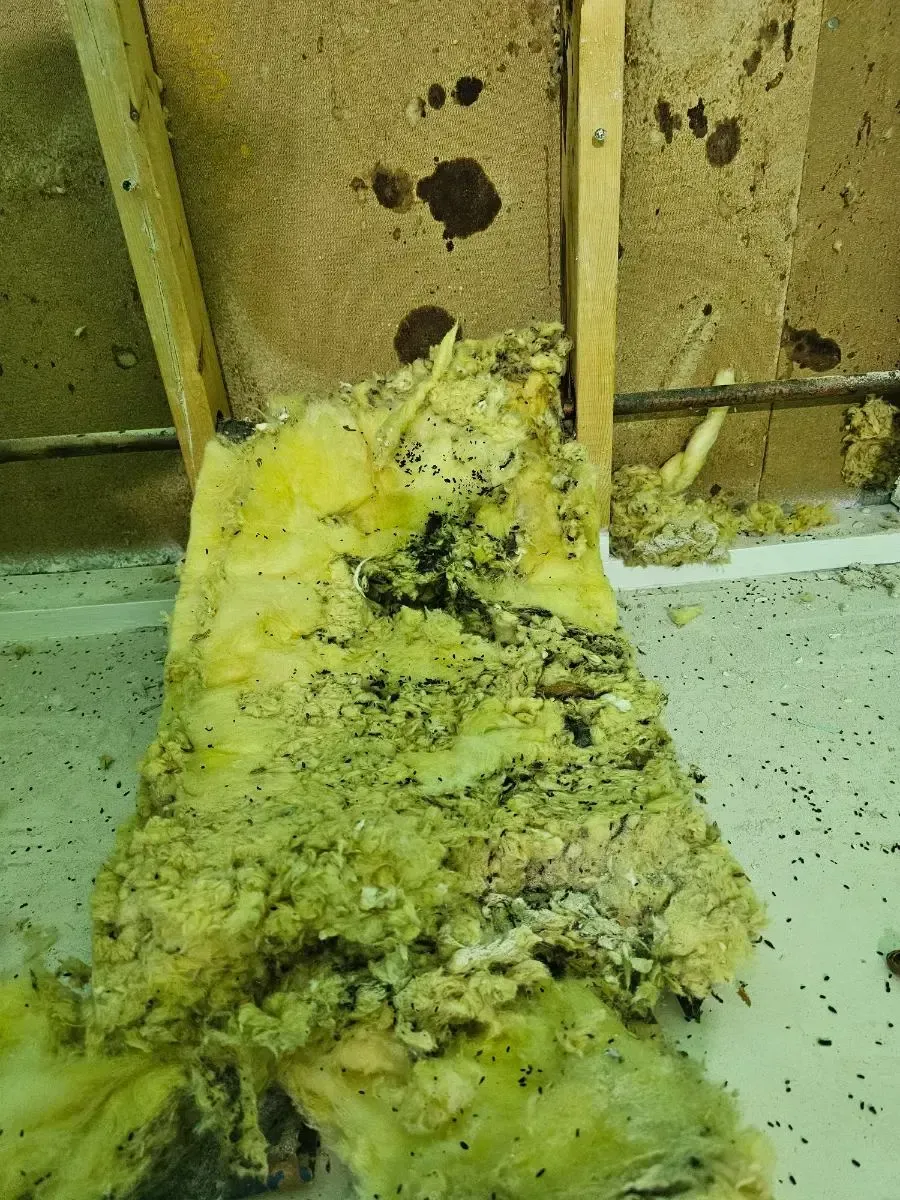 Damaged insulation with mold and debris, inside a wall cavity. Yellow and black colors.