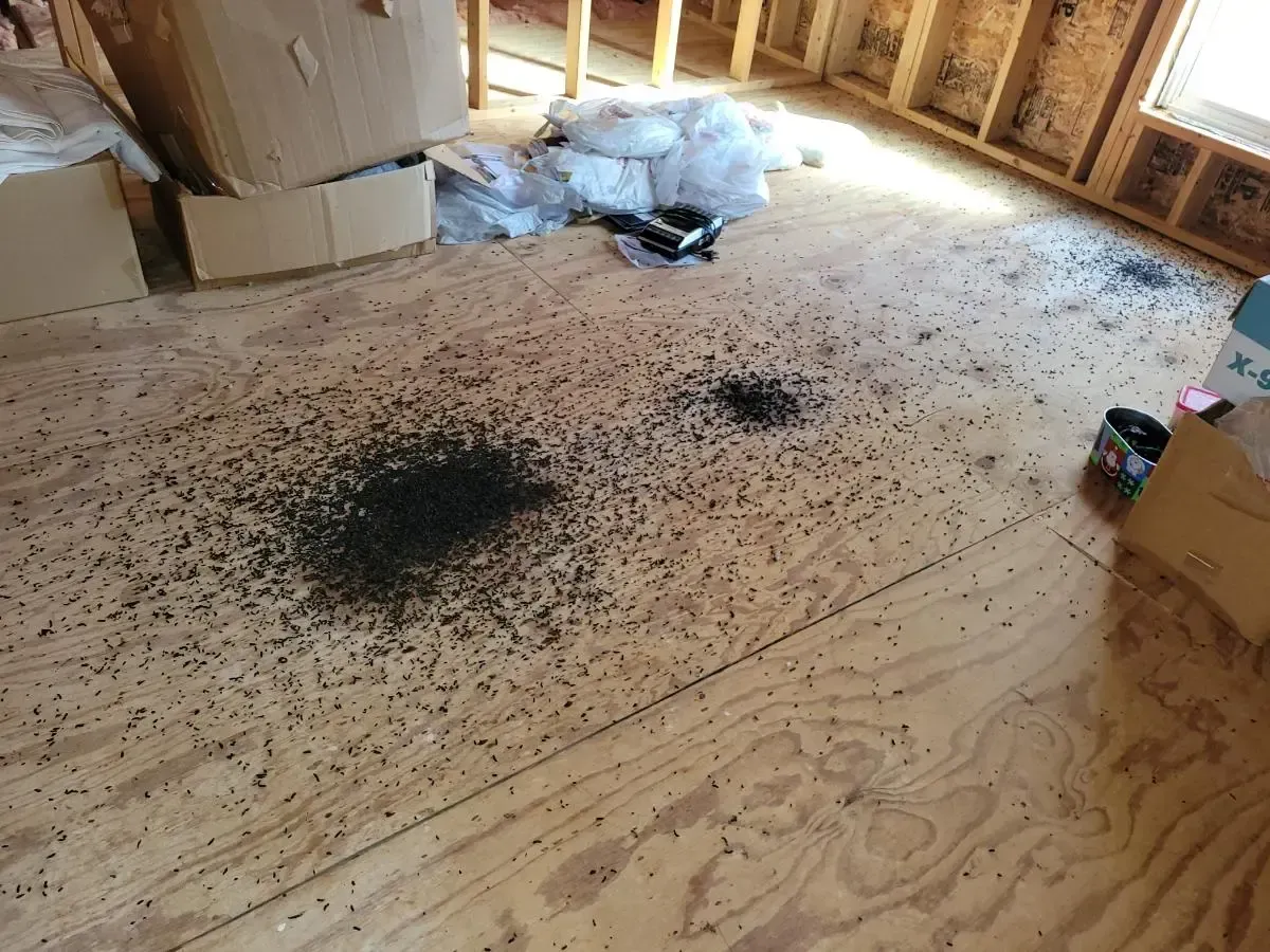 Wooden floor covered in black droppings. Cardboard boxes and debris in a room under construction.