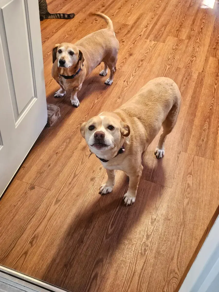 Two tan dogs standing on a wood floor, looking upwards. One dog is low to the ground and the other is a bit taller.