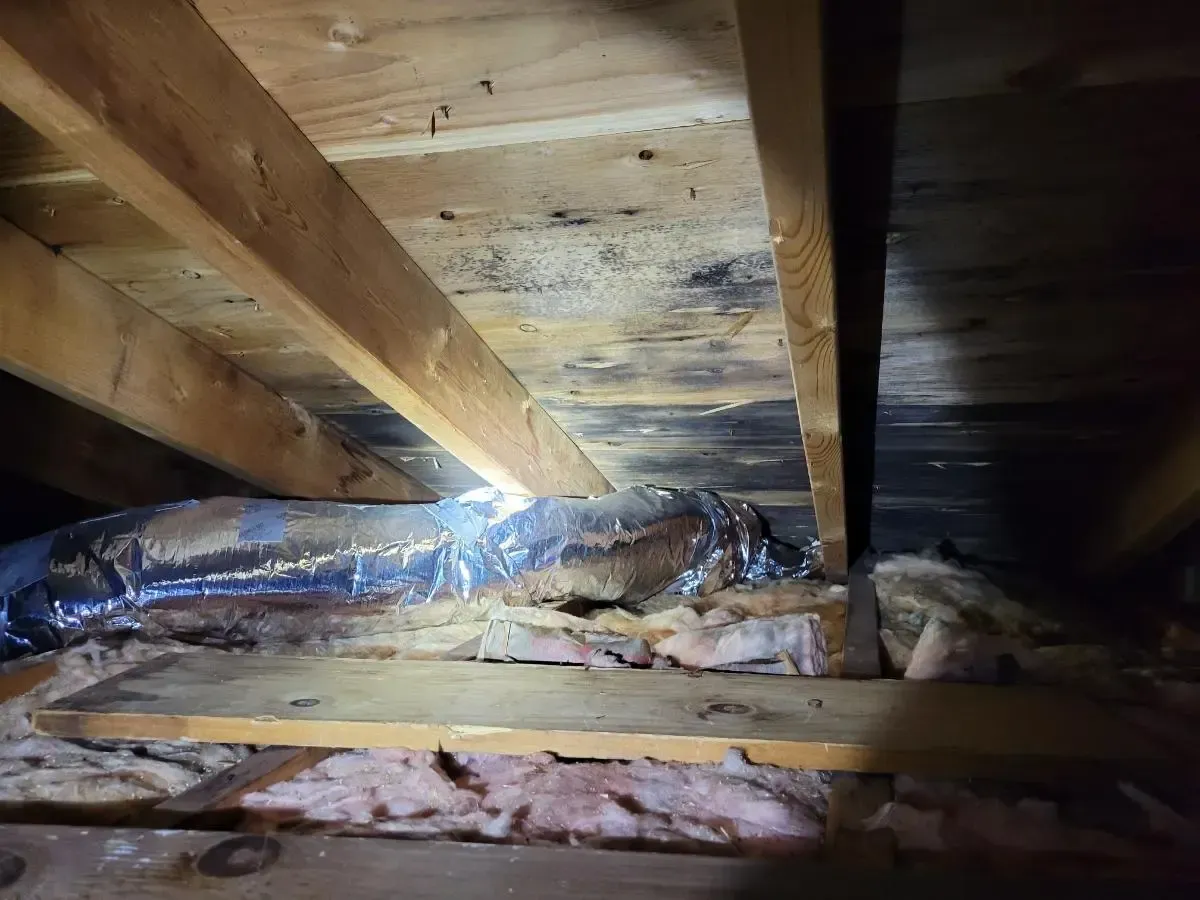 Moldy wood and insulation in an attic, with a flexible duct visible.