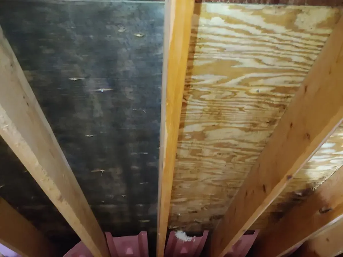 Moldy plywood ceiling with dark discoloration contrasted with clean, light plywood. Wooden beams visible.