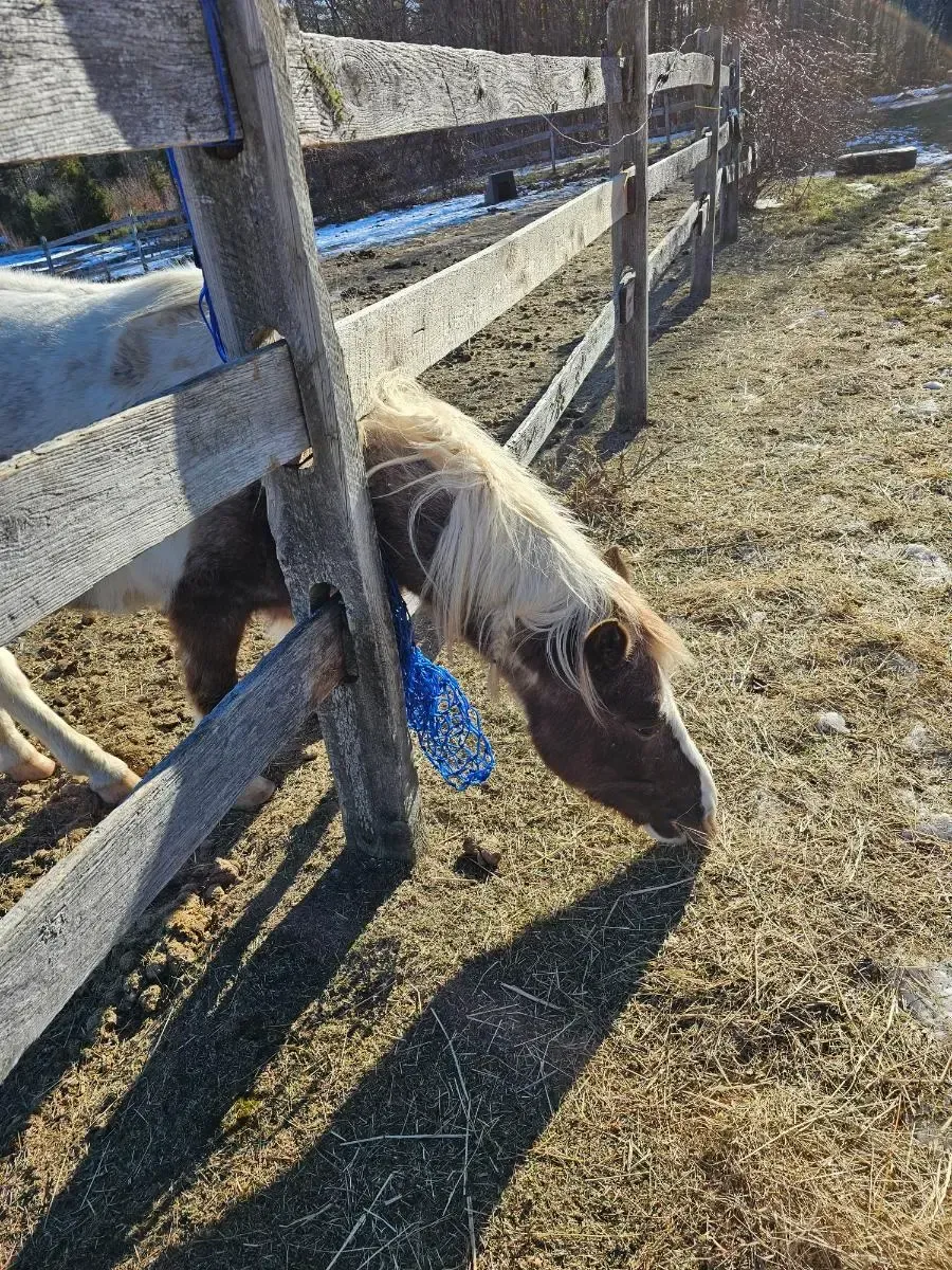 Pony with brown and white coat, head through a wooden fence, grazing on dry grass in sunlight.