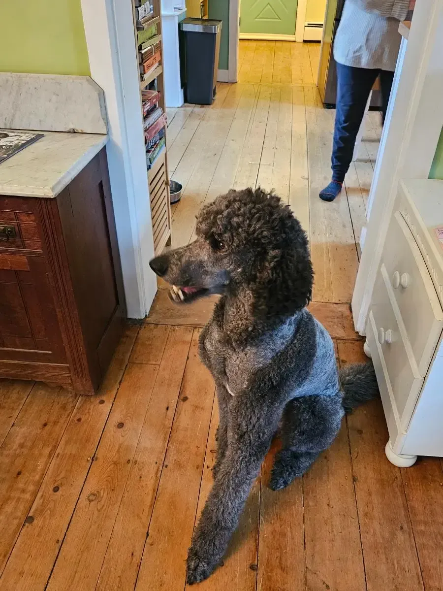 Gray standard poodle sitting on wood floor, looking to the left.