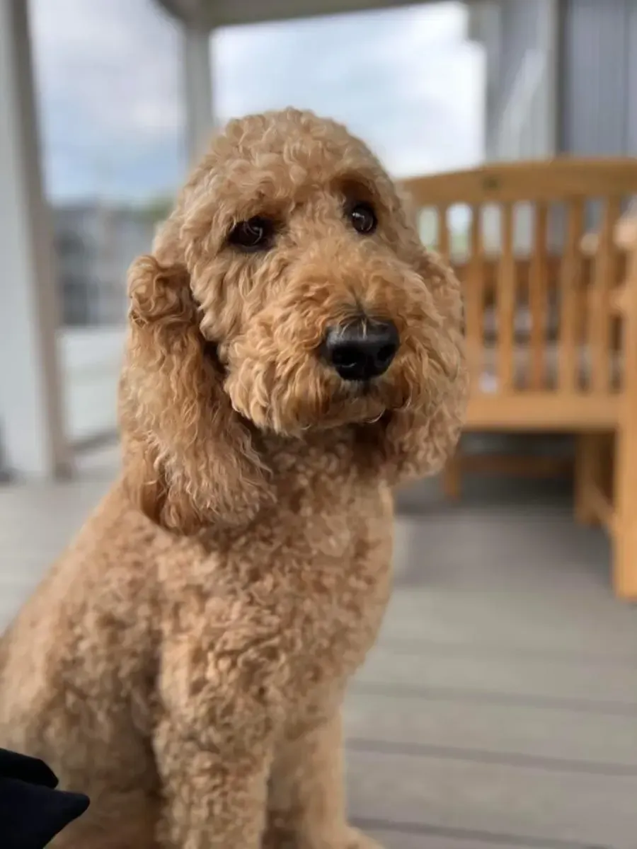 Golden-colored Goldendoodle dog sitting on a porch, looking at the camera. Wooden bench in the background.