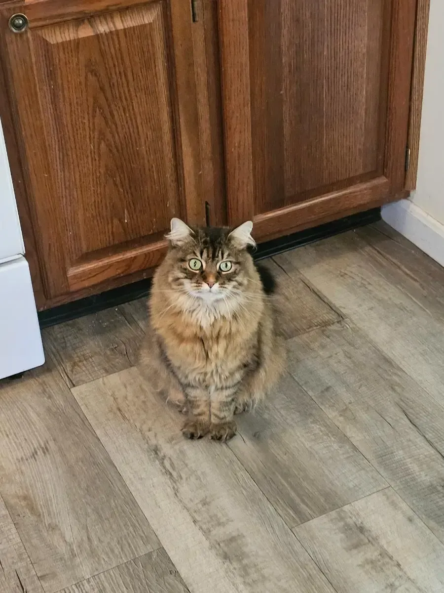 Fluffy brown cat sits on a wood-look floor in front of a wooden cabinet.