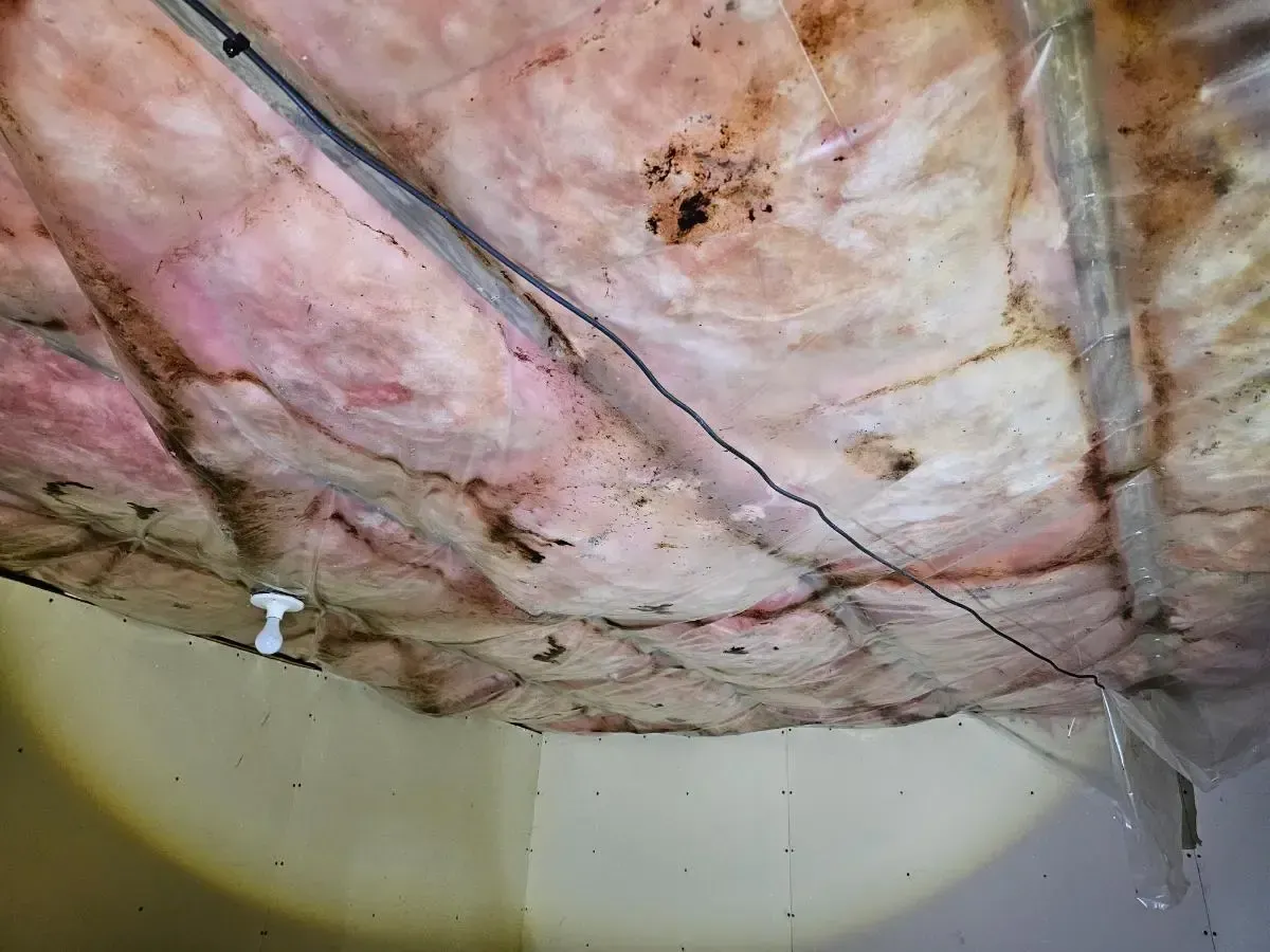 Insulation in a ceiling with dark stains and a wire running through it.