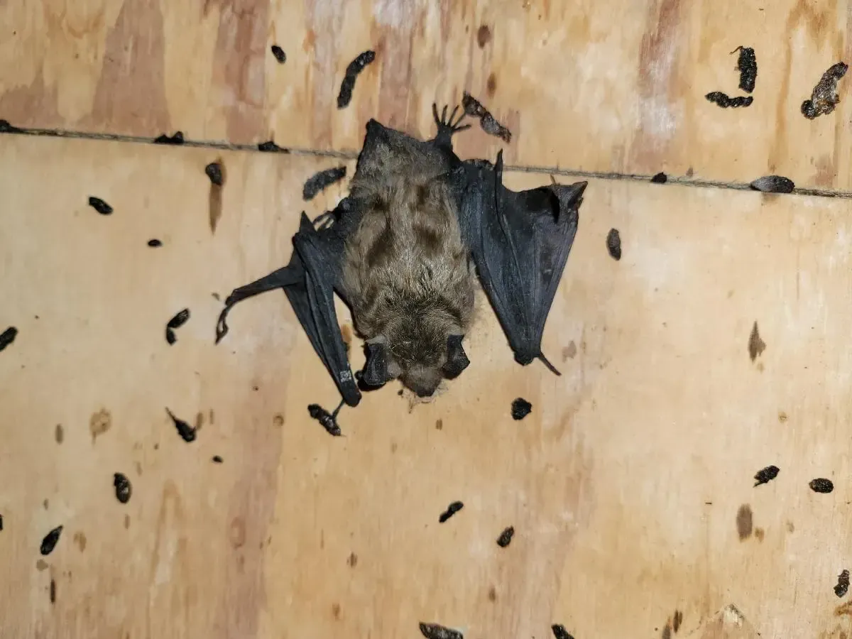 Bat hanging upside down on wood surface, surrounded by bat droppings.