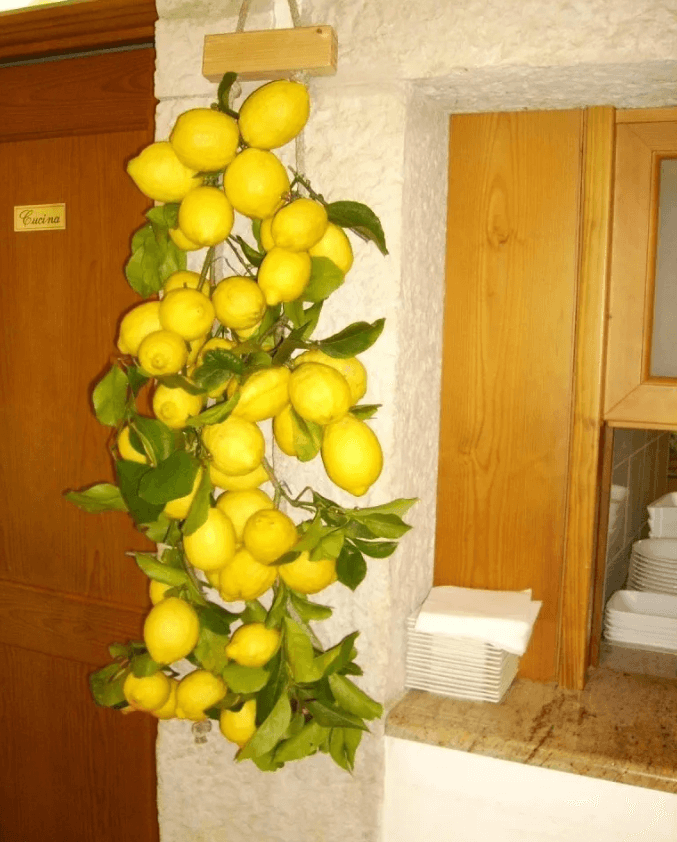 limoni del Trentino