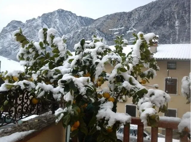 albero di arance biologiche