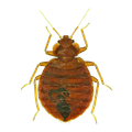 Bed Bug - Ridgeland, SC - Down South Pest Control