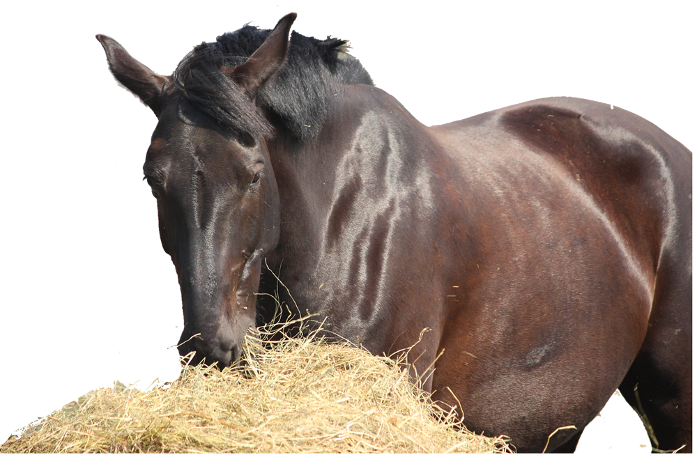 Animal Feed Supplies Provider in Vinton, LA