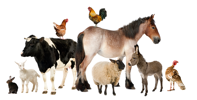 Livestock Supplies Provider in Vinton, LA