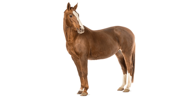 Horse Supplements & Supplies Provider in Vinton, LA