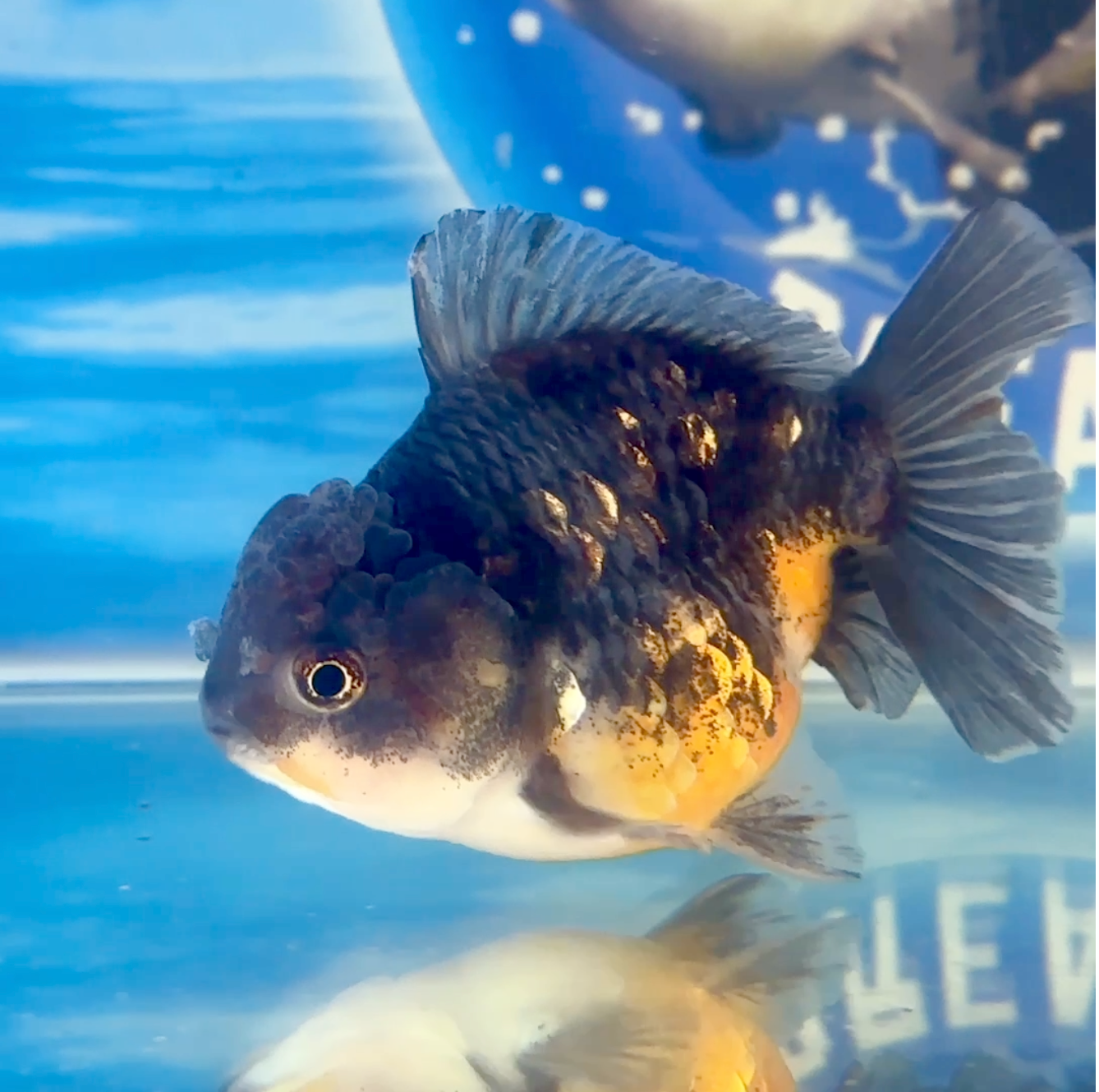 Un pez dorado está nadando en un tanque con un fondo azul.