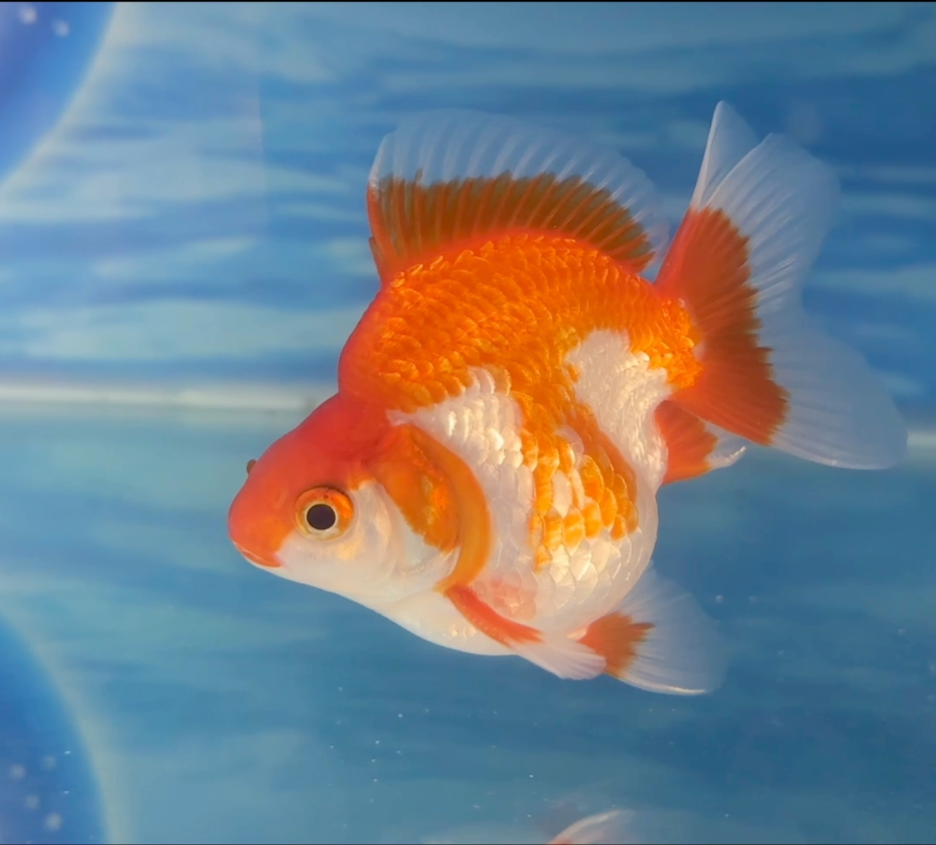Un pez dorado rojo y blanco está nadando en un tanque azul.