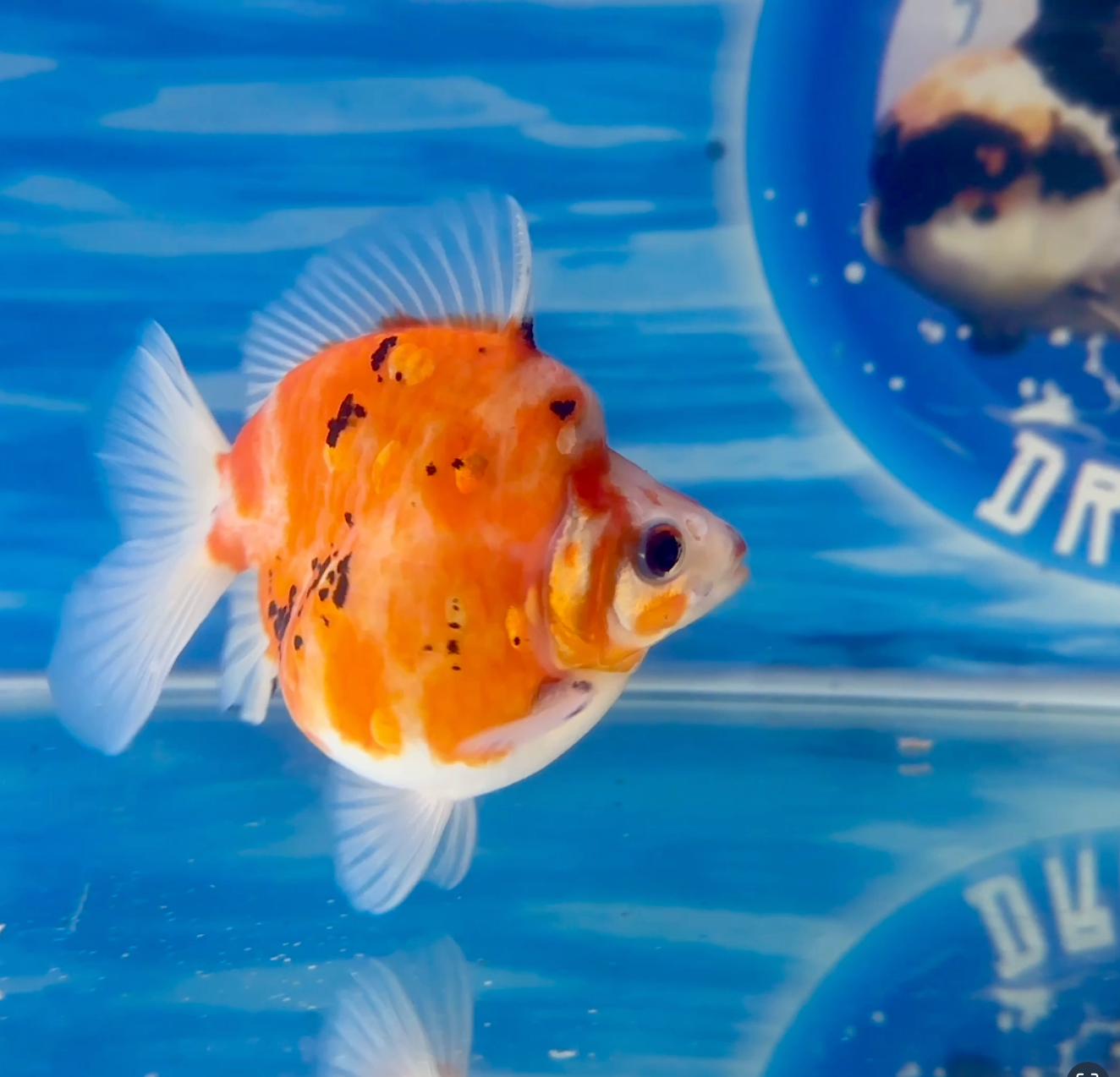 Un pez dorado está nadando en un tanque con un fondo azul.