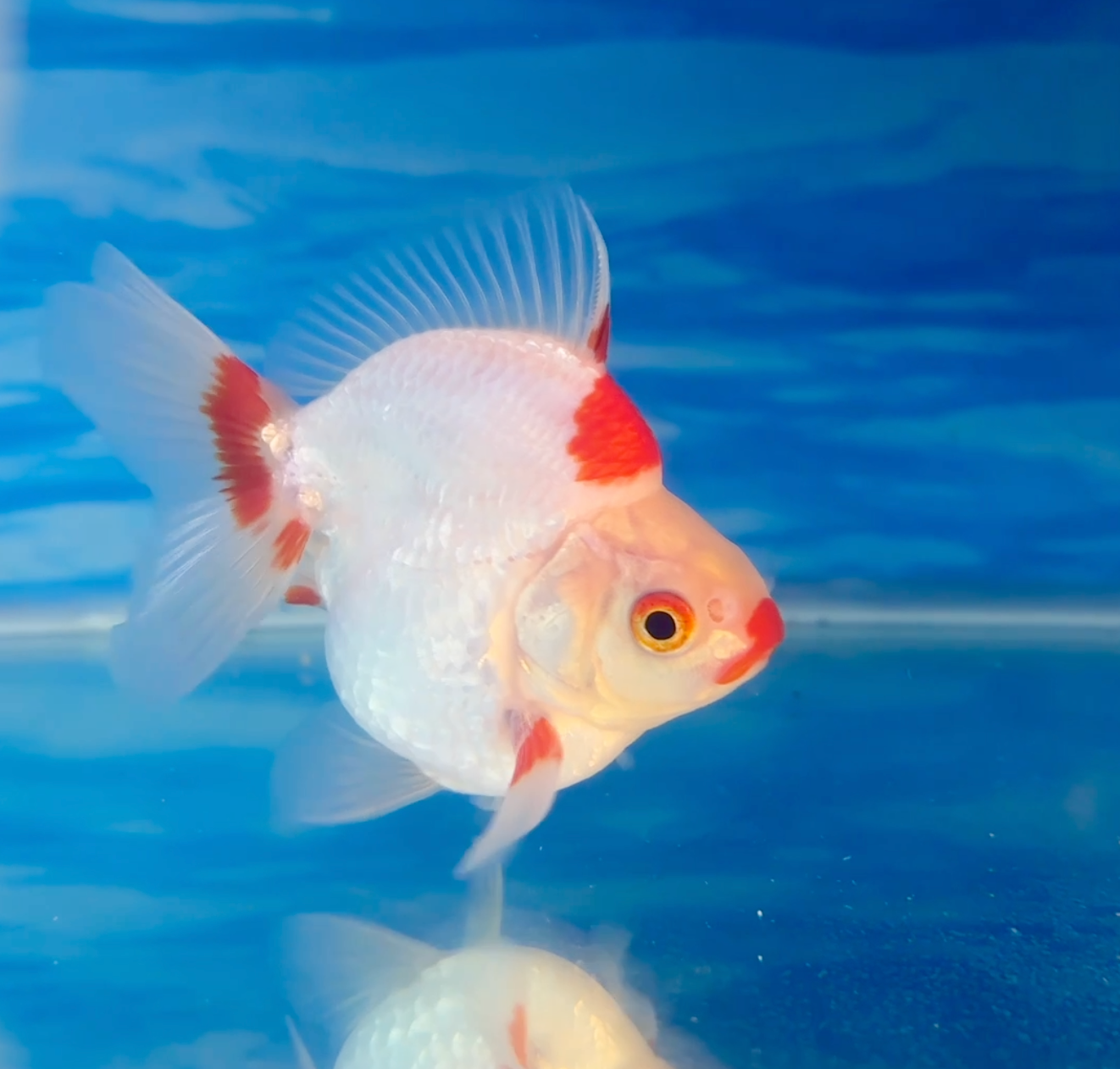 Un pez dorado blanco y rojo está nadando en un tanque azul.