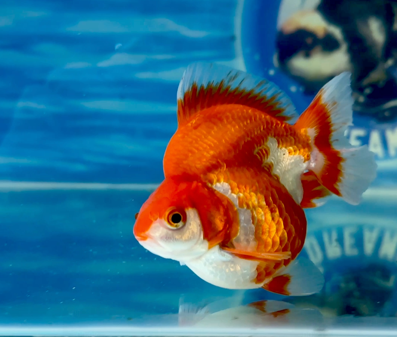 Un pez dorado está nadando en un tanque de agua.