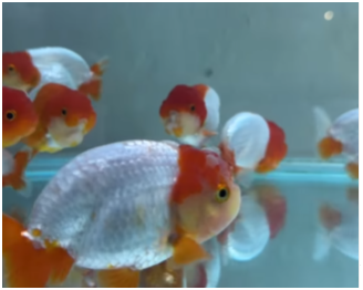 Ranchu