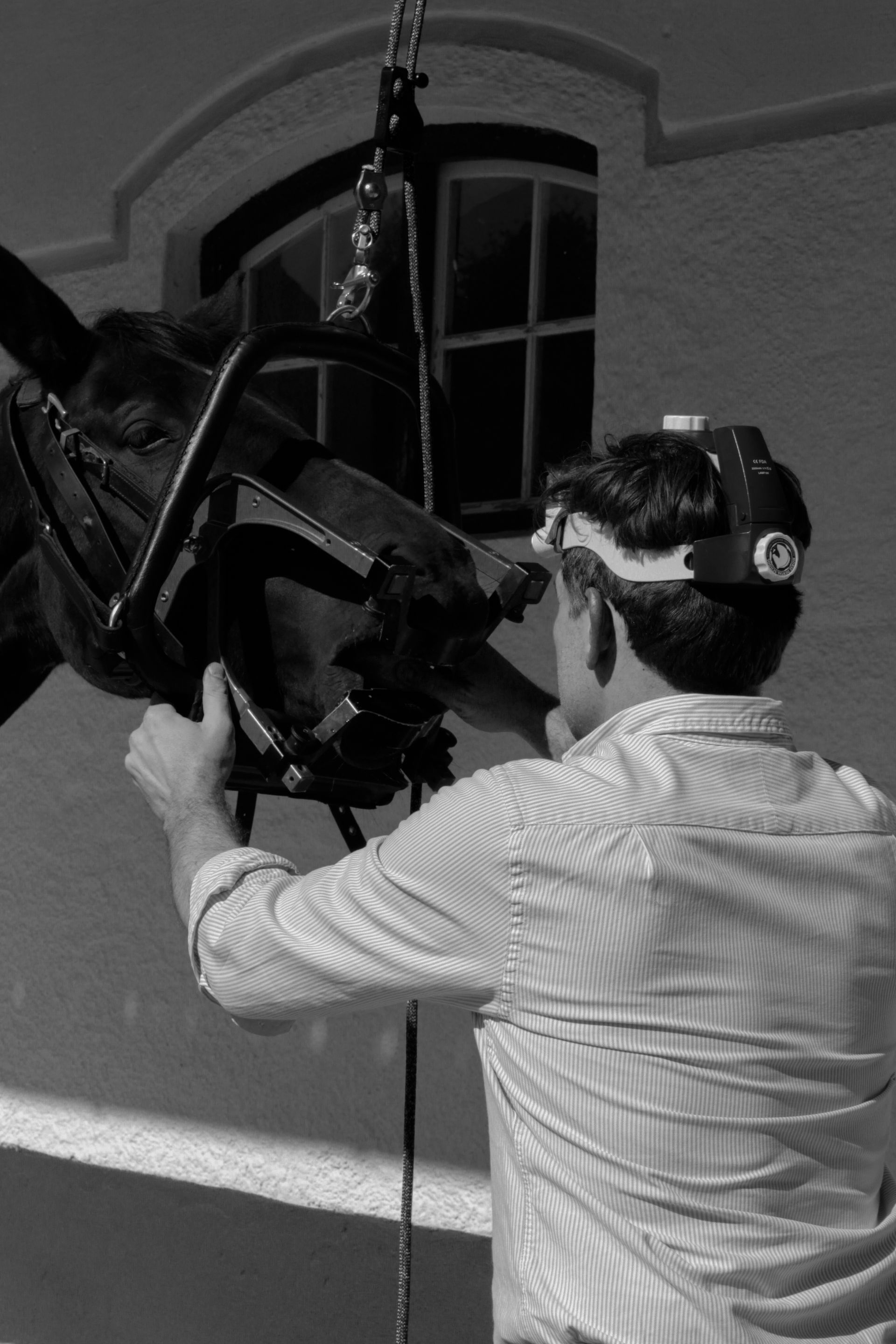 Ein Mann justiert Ausrüstung auf dem Kopf eines Pferdes vor einem Gebäude mit Fenster.