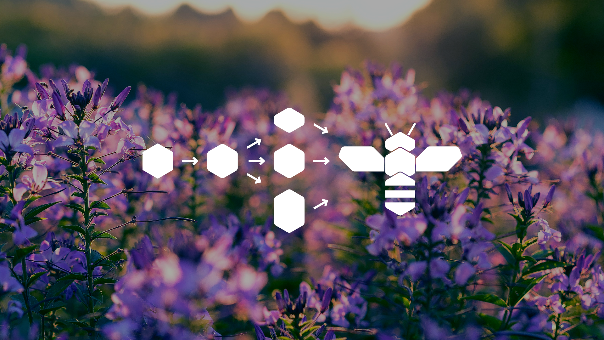 Honigbienendiagramm über lila Blüten.