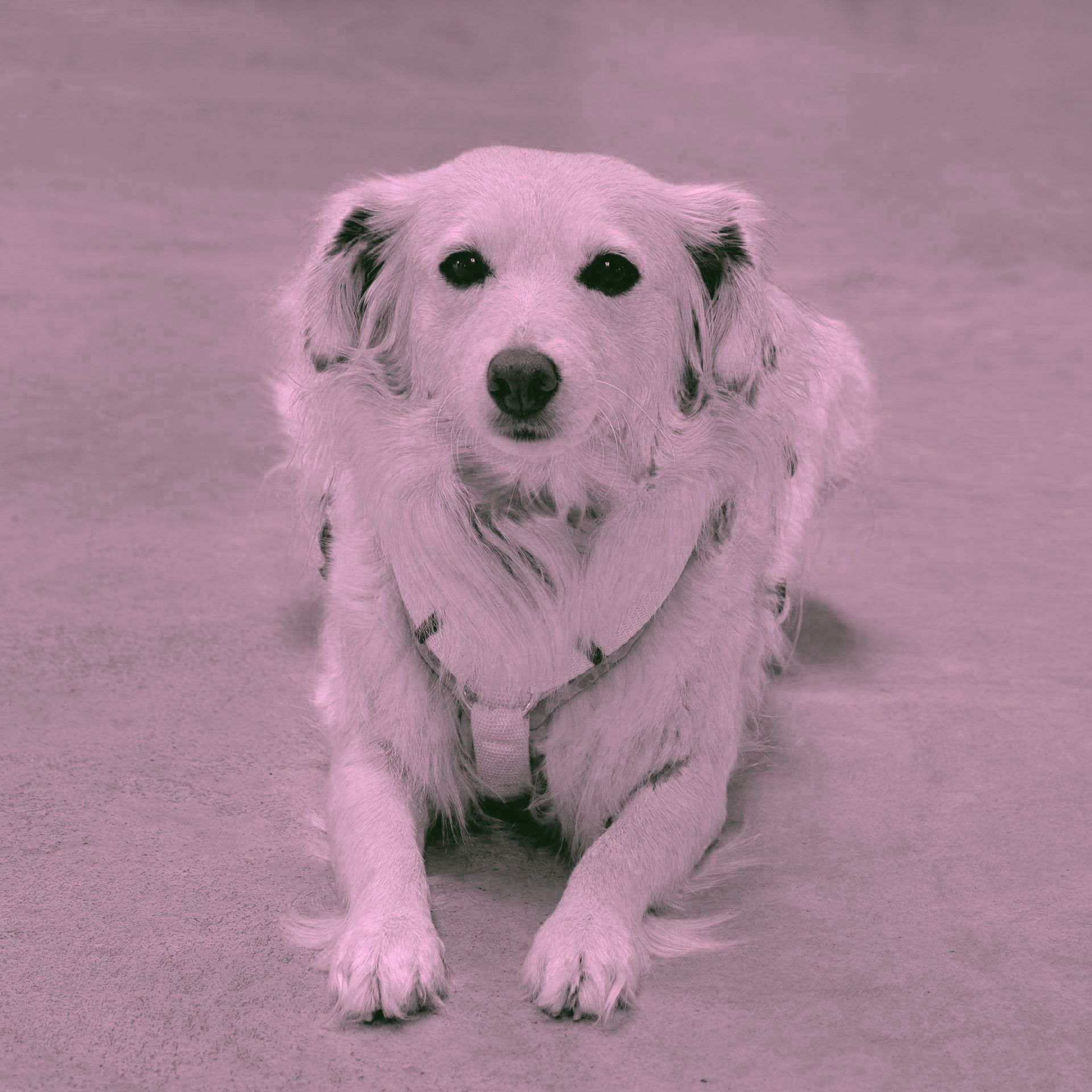 Weißer Hund, liegt da und schaut in die Kamera. Rosa Schimmer.