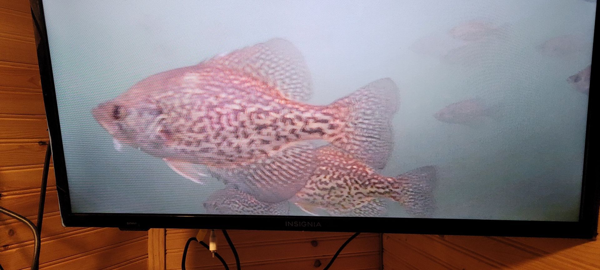 Ice fishing MN crappies