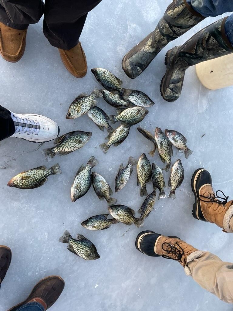 Crappies that were caught this week on lake Minnetonka