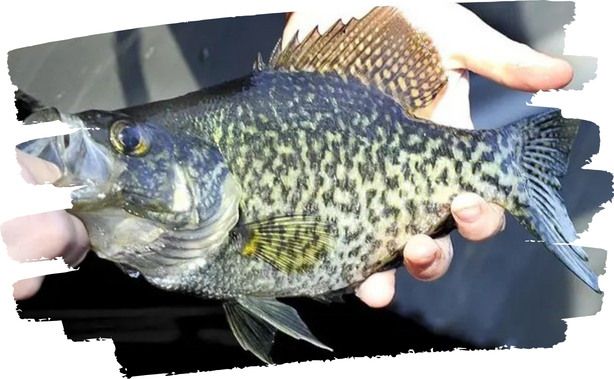 Minnesota Crappie Fishing Guide Report
