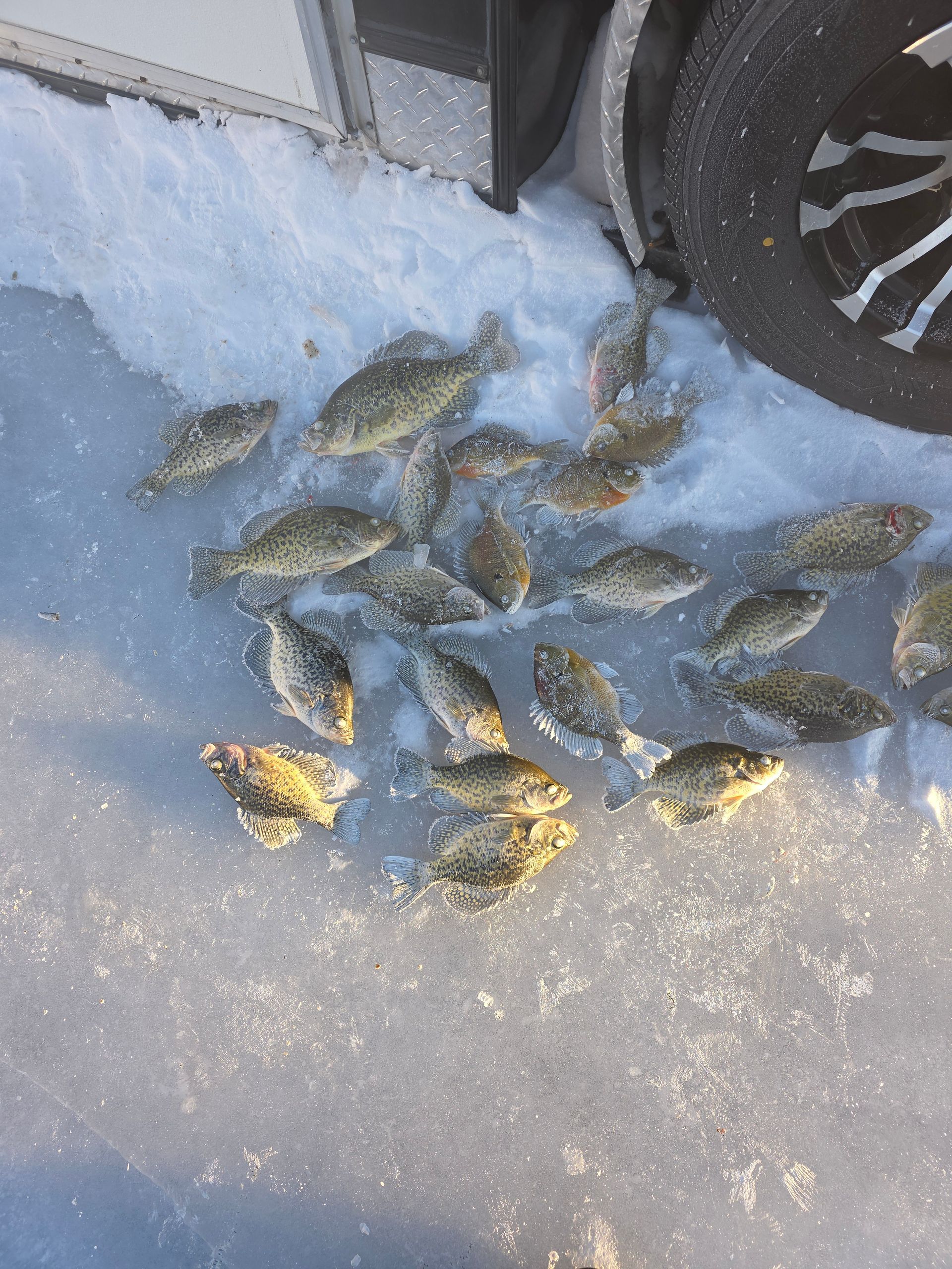 Crappies up to 13 iches caught this last week on Lake Minnetonka. 