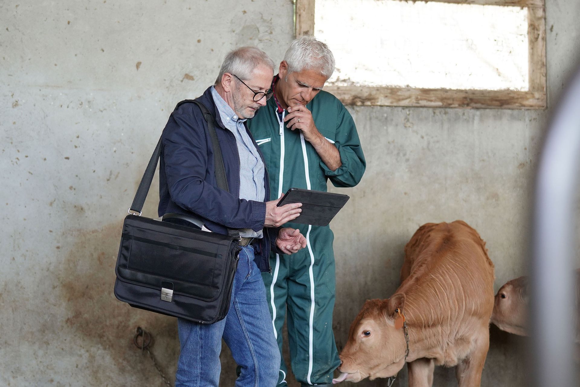 Two men look at a tablet in a barn with a calf. One man wears work clothes, the other has a briefcase.