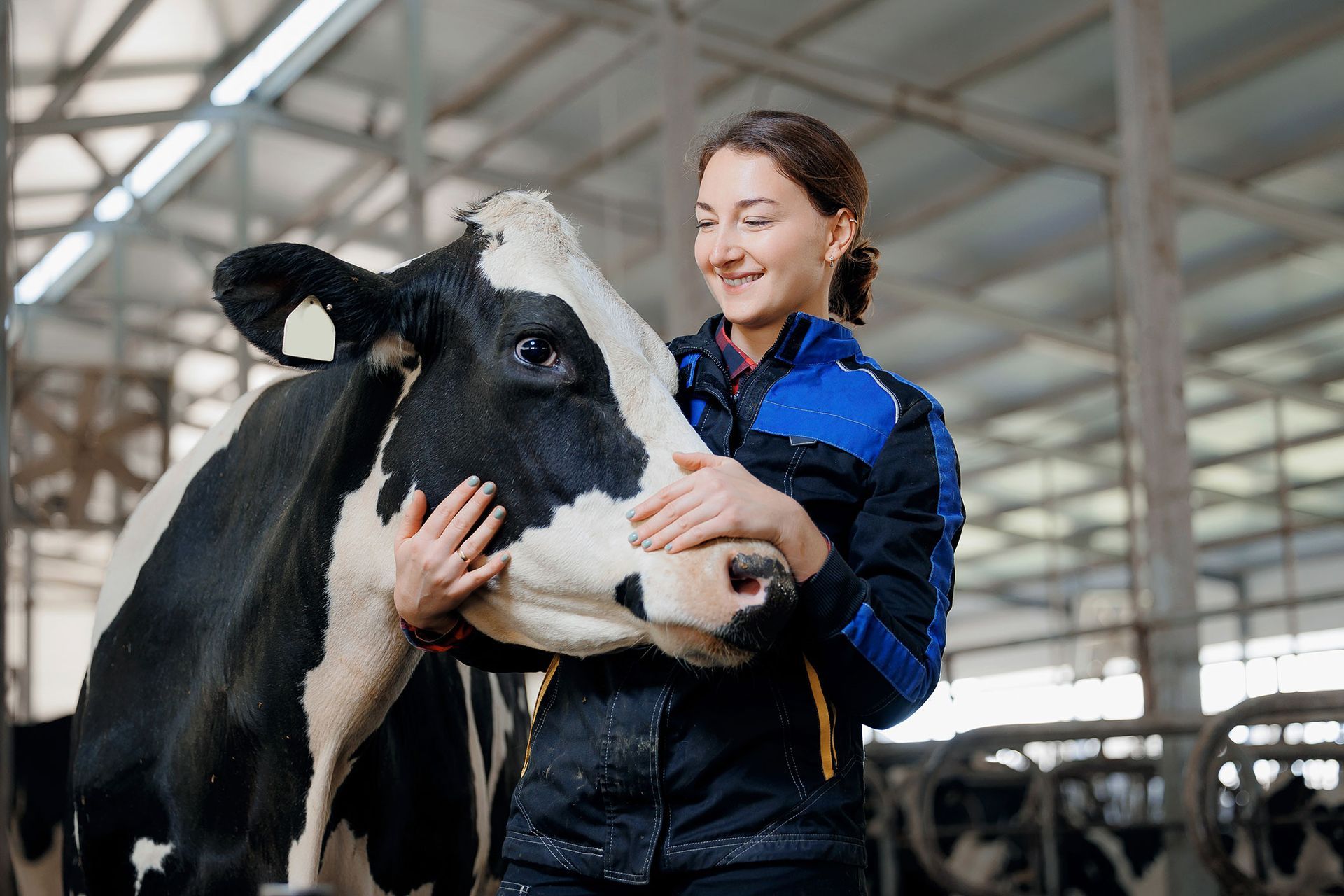 Woman in blue jacket petting a black and white cow in a barn, smiling.