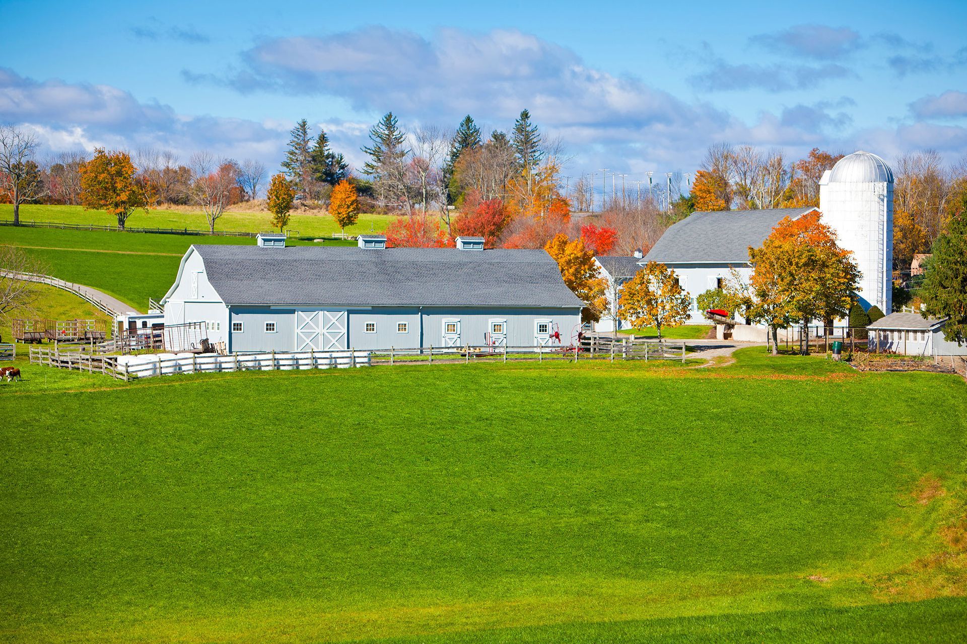 Farm with gray barns, white silo, and vibrant green field under a blue sky, autumn foliage.