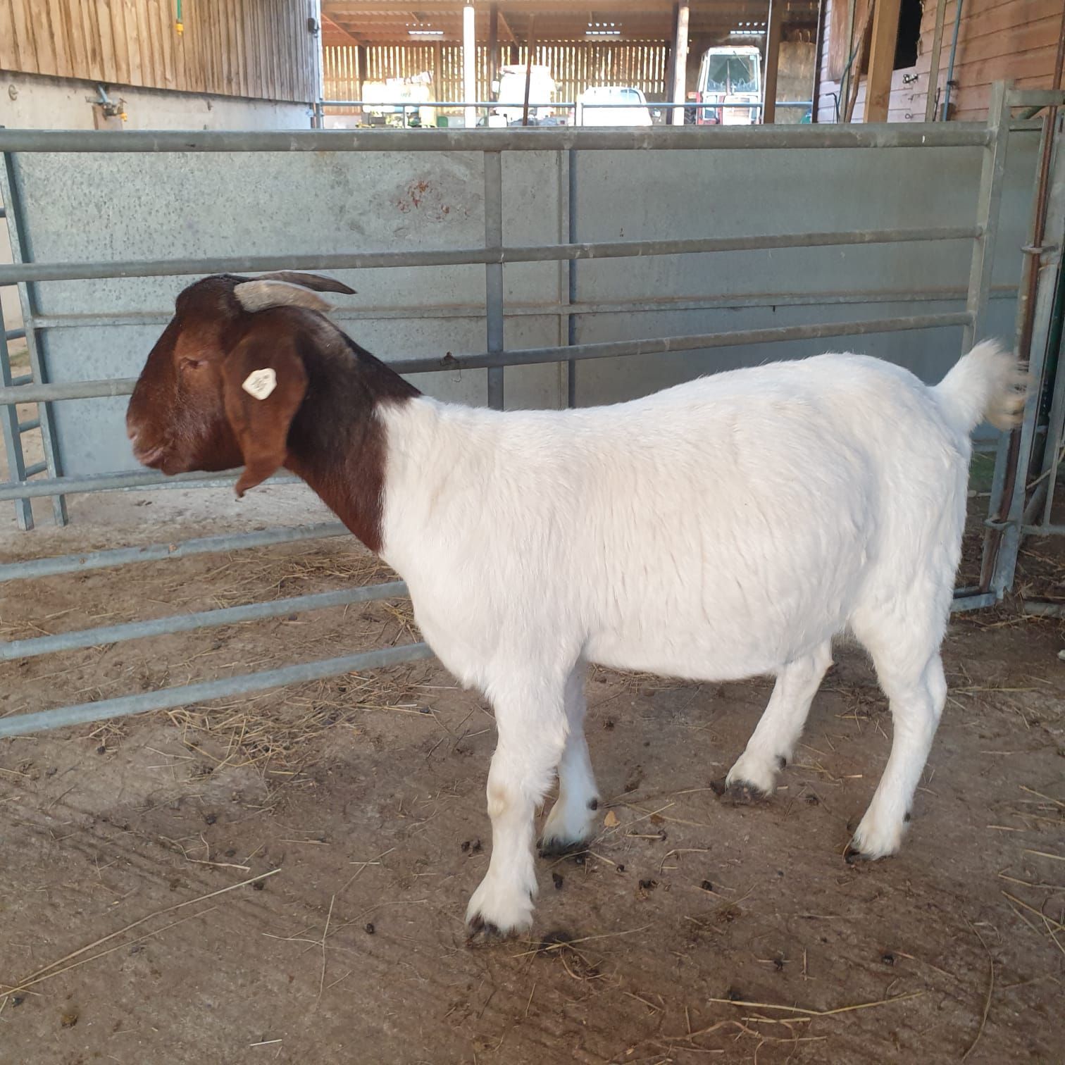 Healthy goats for sale