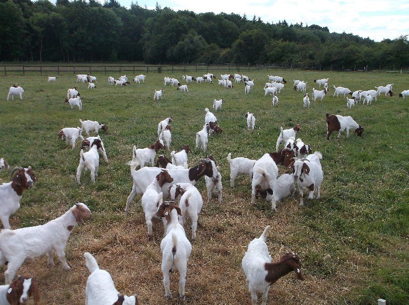 Boer goat breeding