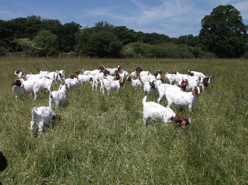 Boer goat breeding