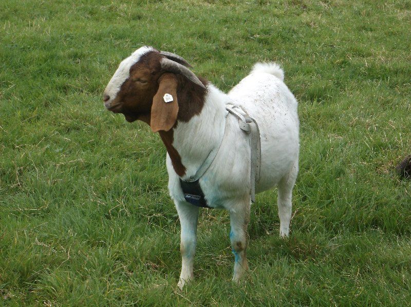 Boer goat breeding