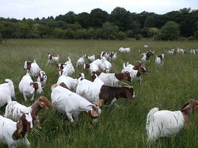 Boer goat breeding
