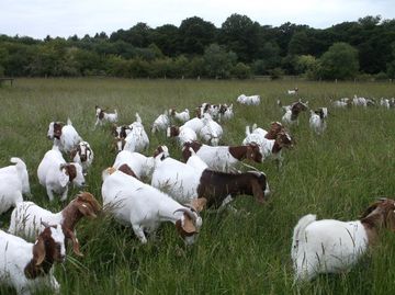 Pedigree Boer goats for sale