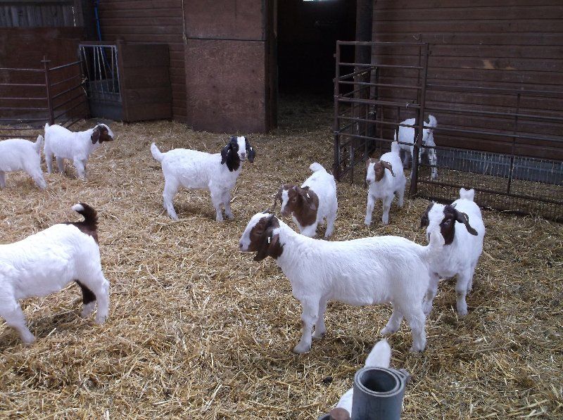 Boer goat breeding