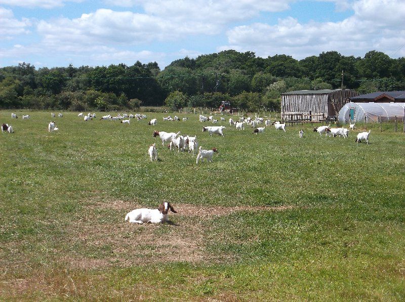Boer goat breeding