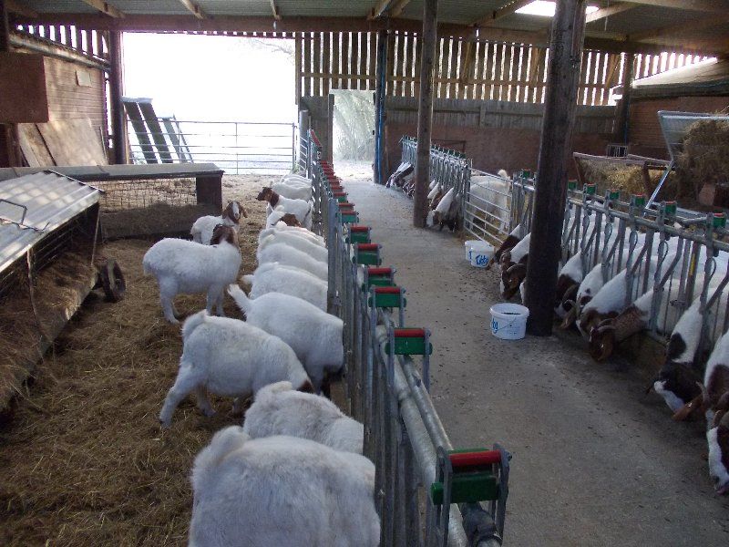 Boer goat breeding