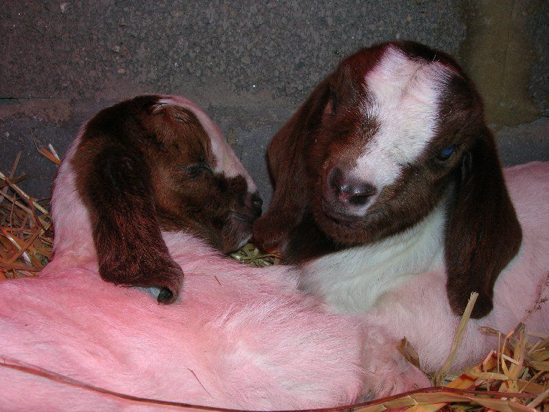 Boer goat breeding