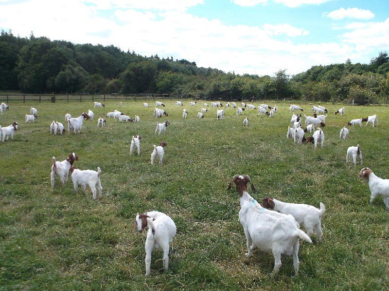 Boer goat breeding