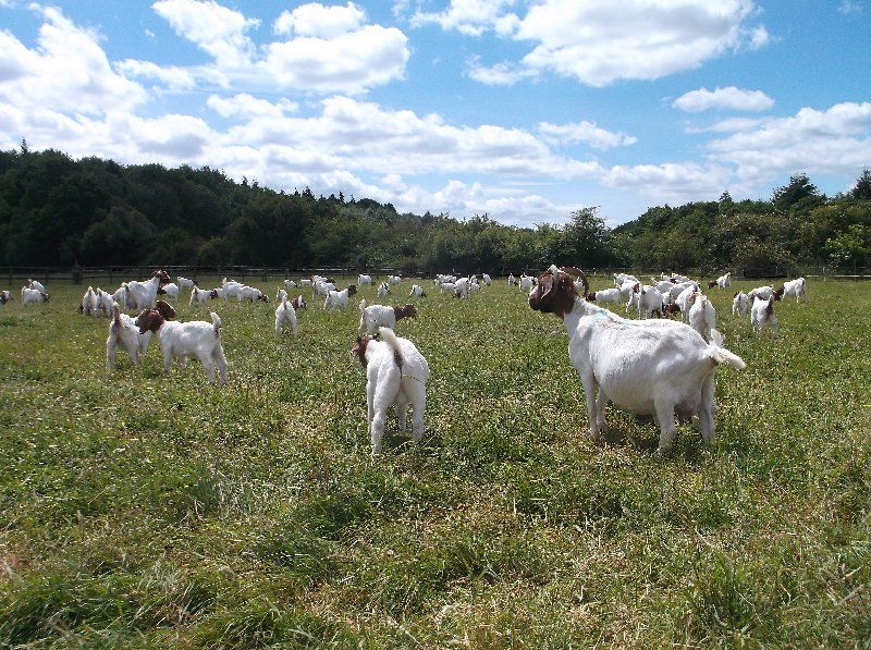 Boer goat breeding